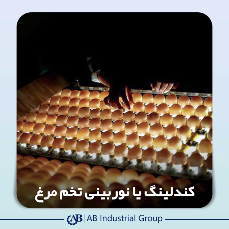 نوربینی تخم مرغ