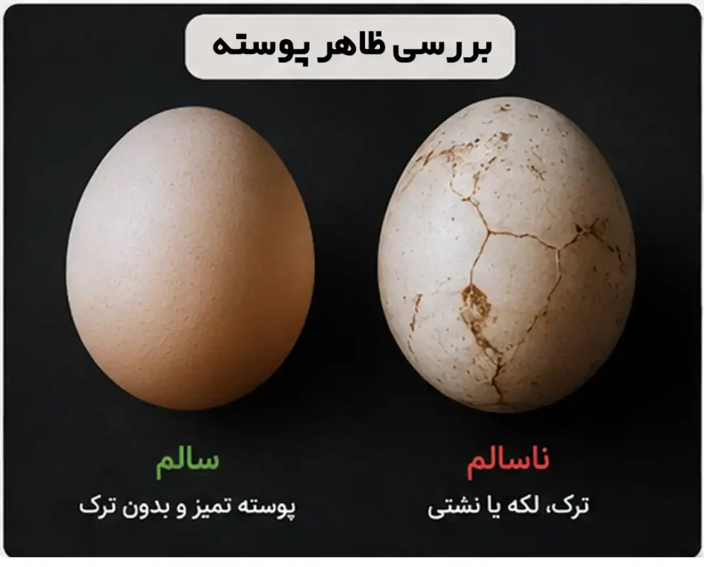 تشخیص تخم مرغ ناسالم از سالم