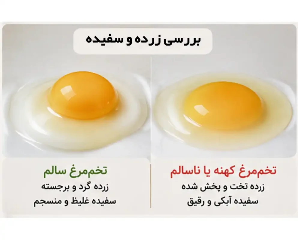 بررسی زرده تخم مرغ سالم