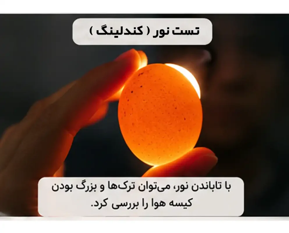 تست نور تخم مرغ